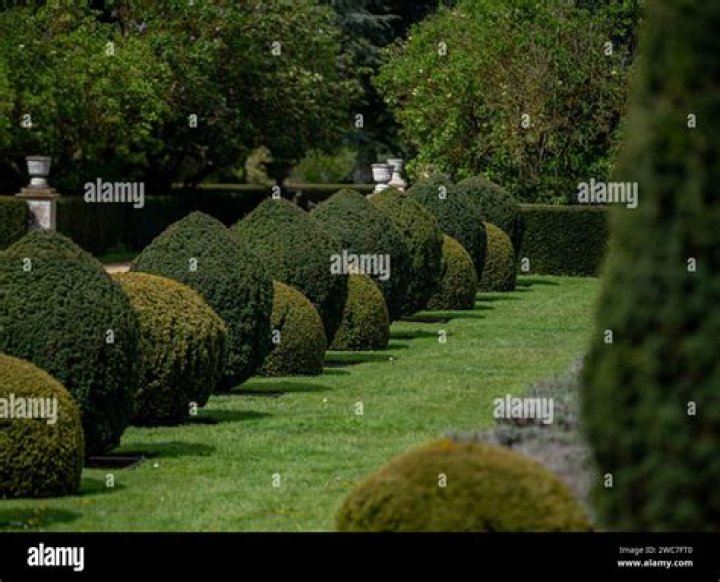 Row of shrubbery