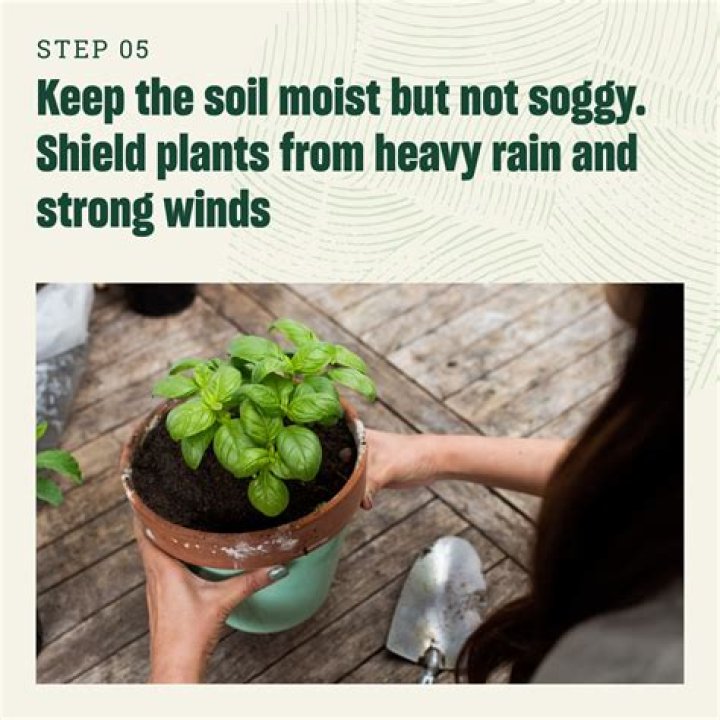 Should you keep soil moist?