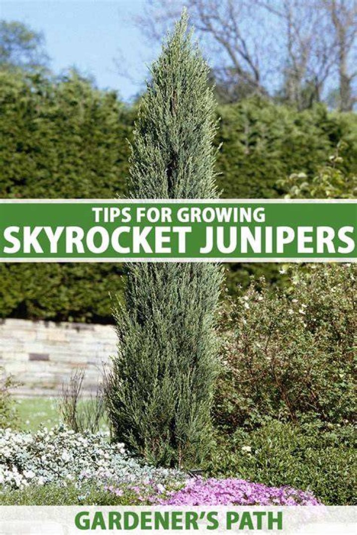 Skyrocket