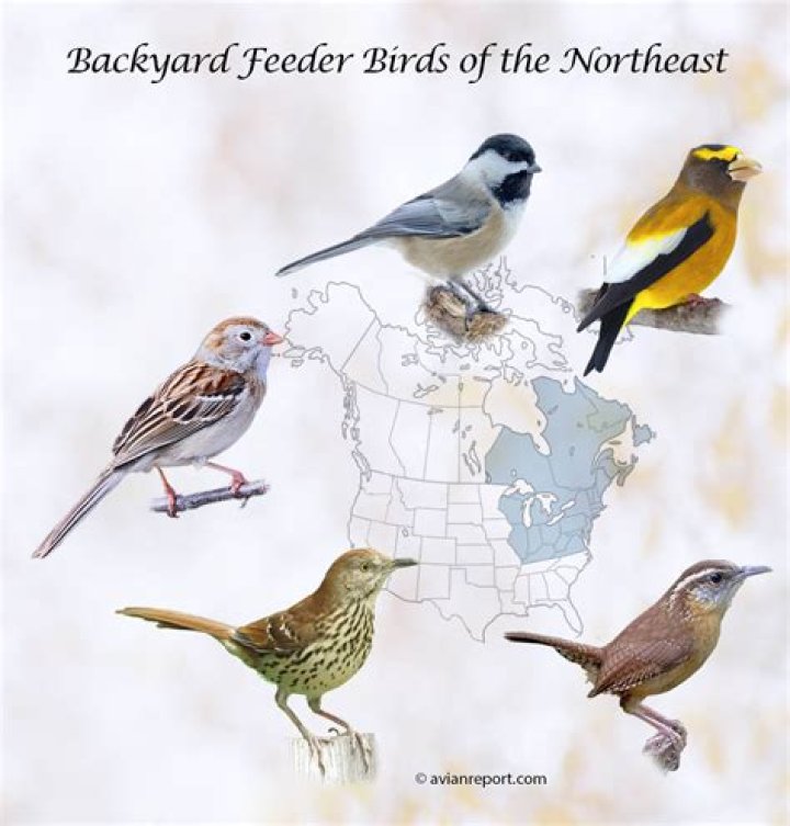 Songbirds often heard in cities
