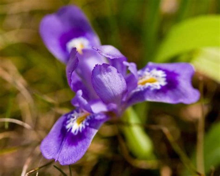 State wildflower of Michigan and Louisiana