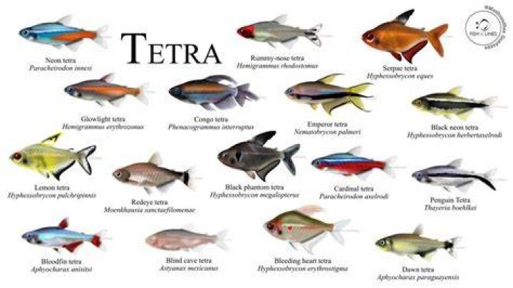 ___ tetra (aquarium fish)