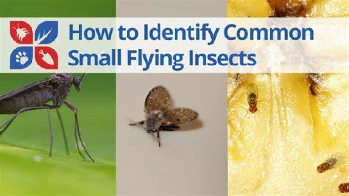 Tiny pesky insect
