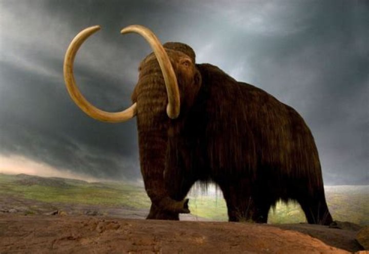 Was Snuffleupagus a woolly mammoth?