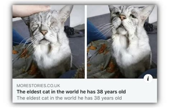 What's the oldest cat to ever live?