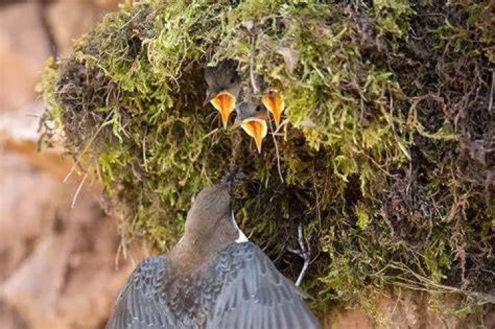 What a bird builds out of twigs