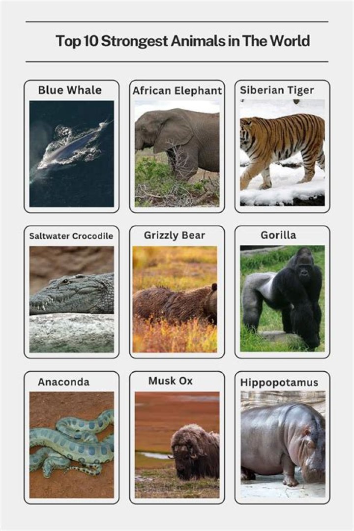 What animal has the strongest nose?