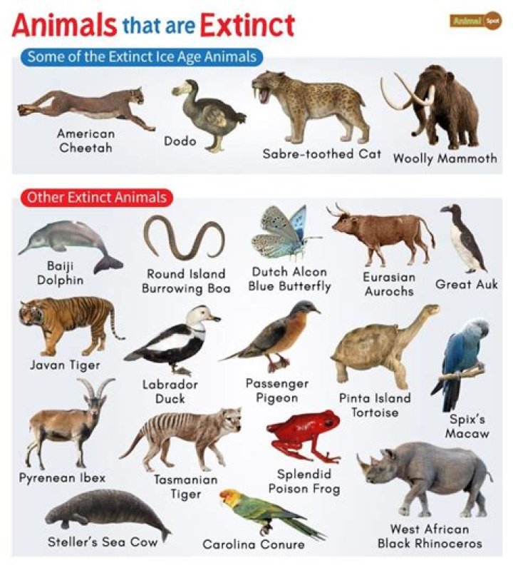 What animal is Kirby?