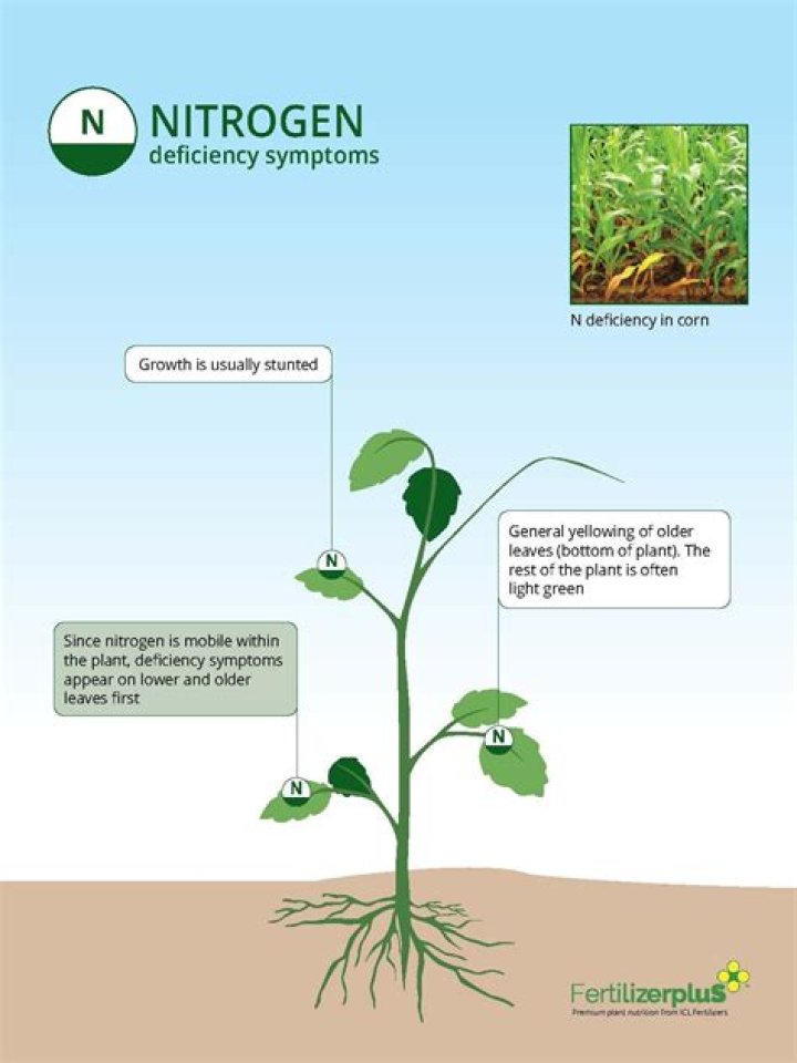What are the signs of nitrogen deficiency in plants?