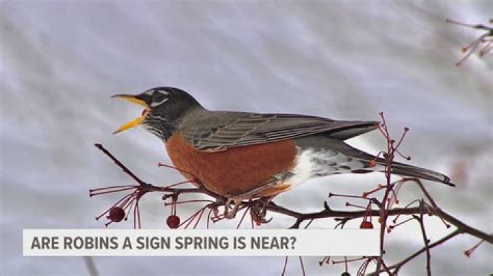 What birds are robins afraid of?