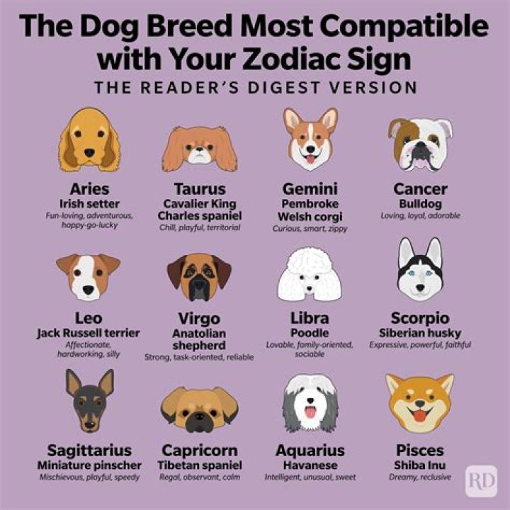What breed is Leo Lisa?