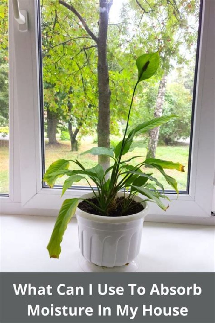 What can I use to absorb moisture?