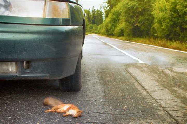 What can you do to prevent a collision with an animal?