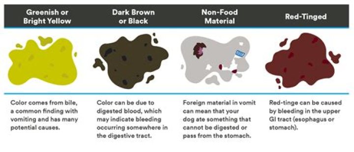 What Colour is bile reflux?