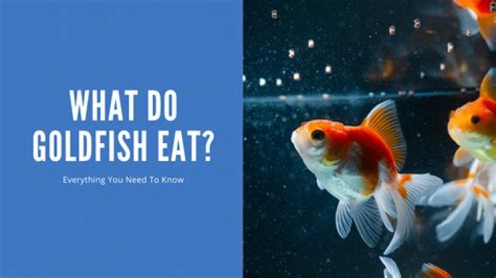 What do goldfish need in a bowl?