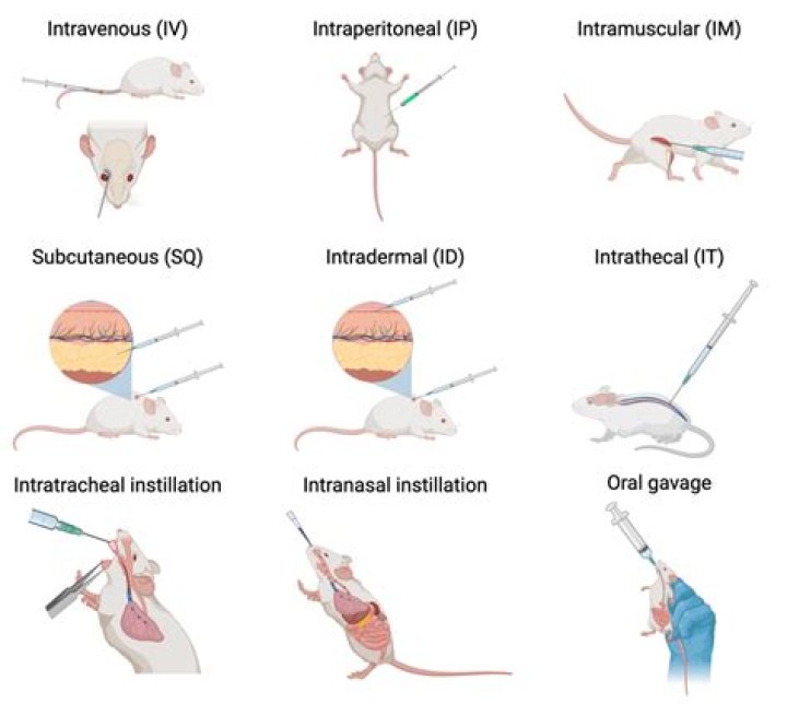 What do mice love the most?