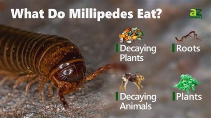 What do millipedes do when they are disturbed?