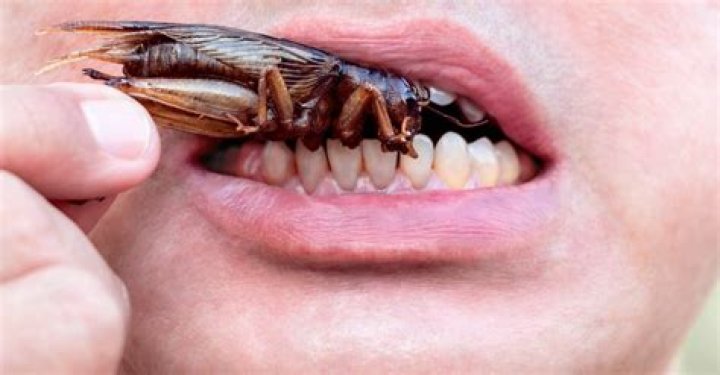 What does a roach taste like?