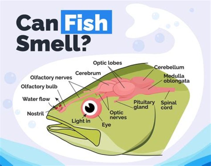 What does fish oil do to the brain?