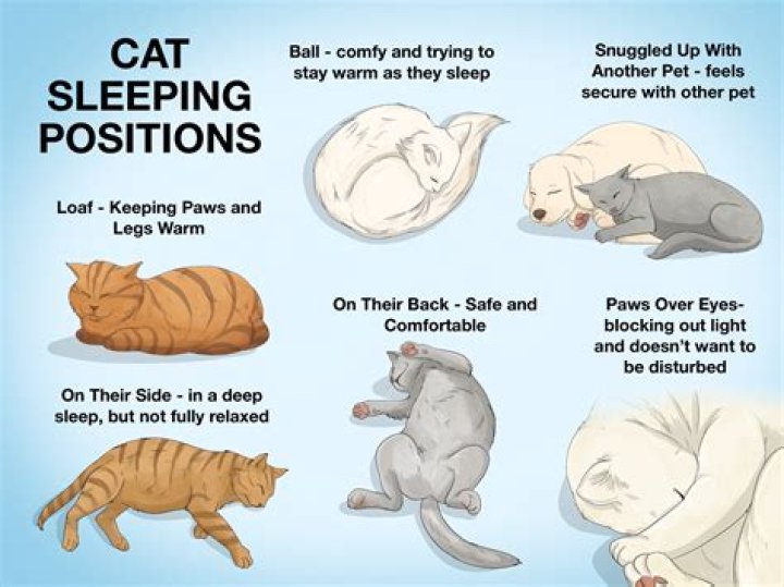 What does it mean when a cat sleeps with you?