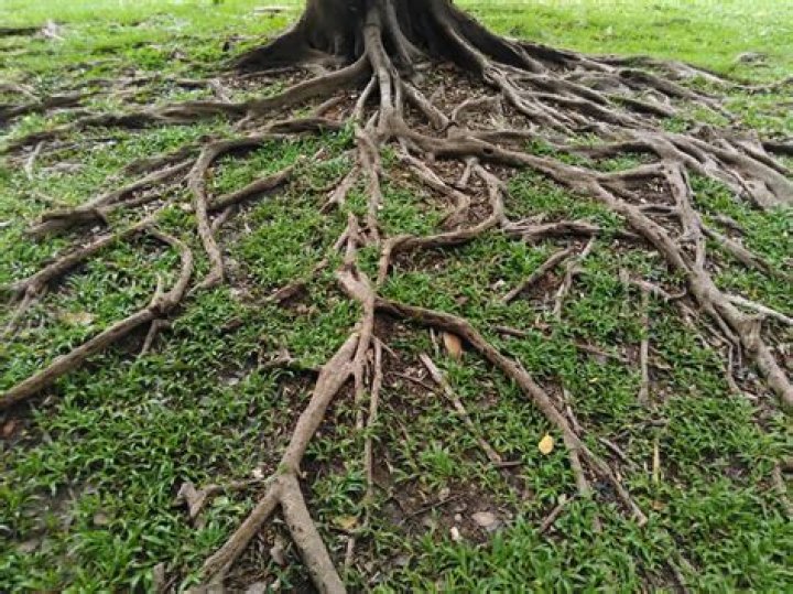 What does it mean when tree roots come to the surface?