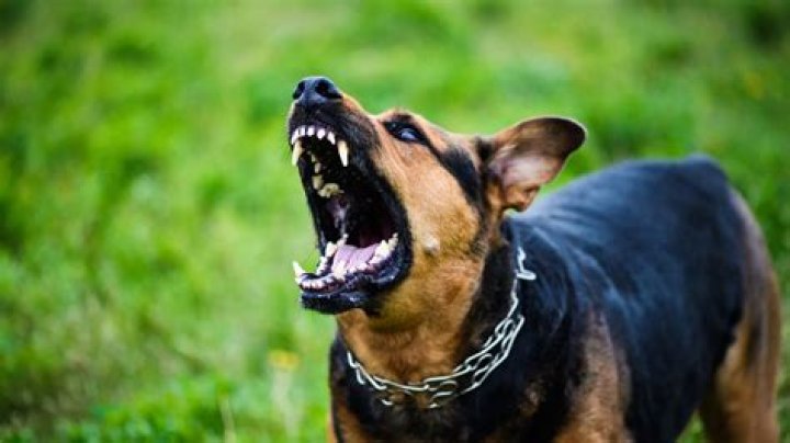 What dogs have scary barks?