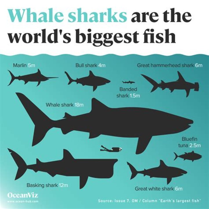 What fish is the brightest?