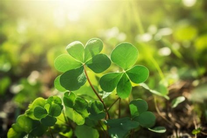 What flower is good luck?