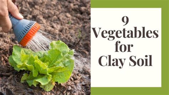 What food plot grows best in clay soil?