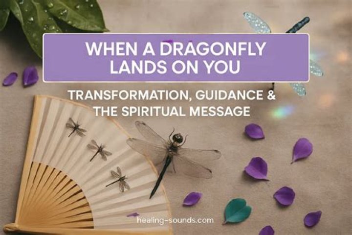 What happens if a dragonfly lands on you?