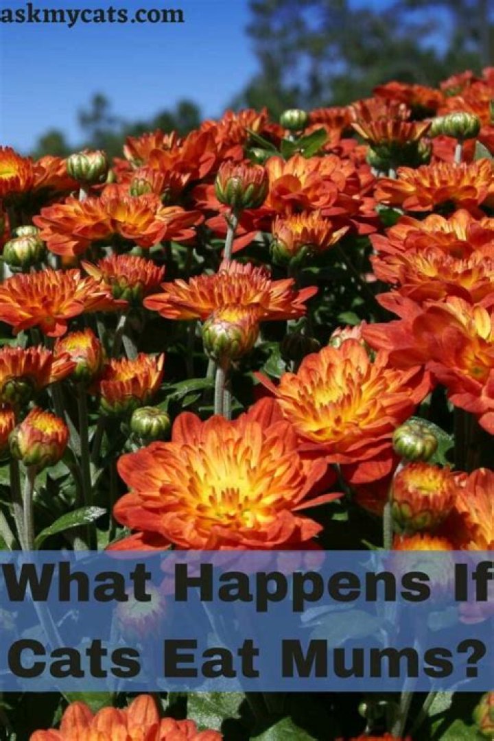 What if a dog eats mums?