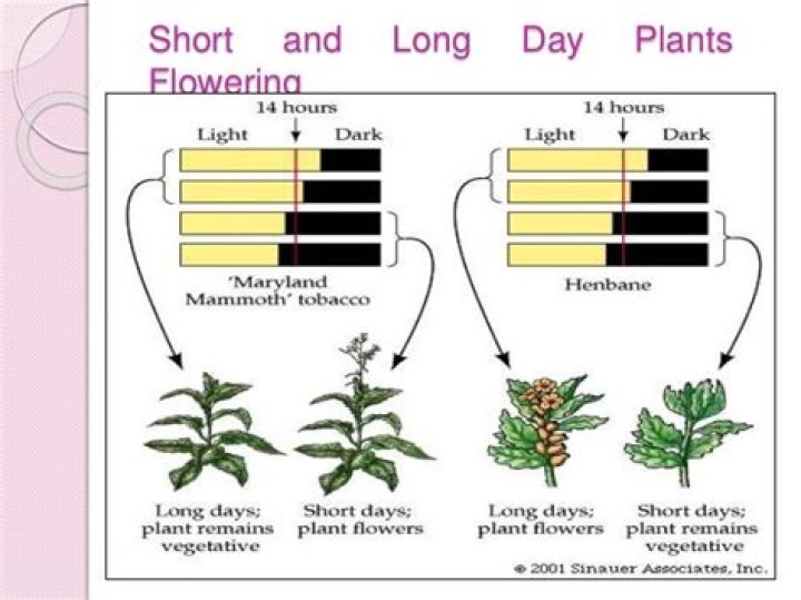 What initiates flowering in long day plants?