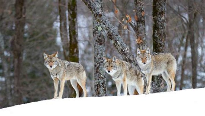What is a group of coyotes called?
