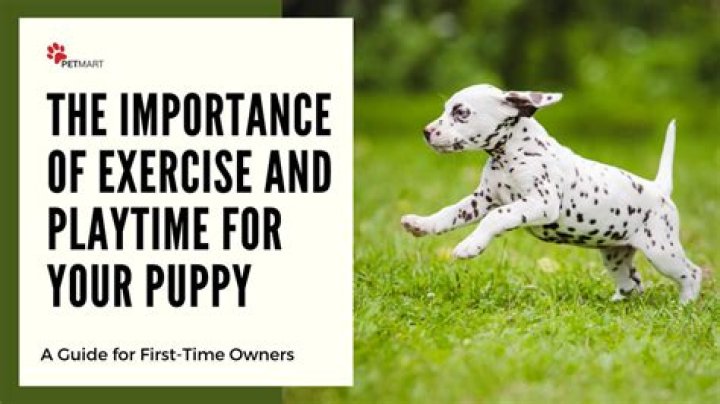 What is considered exercise for a puppy?