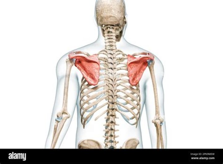 What is shoulder blade?