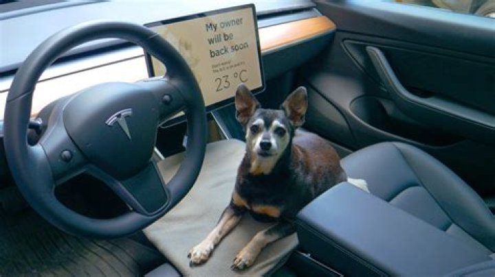 What is Tesla dog mode?