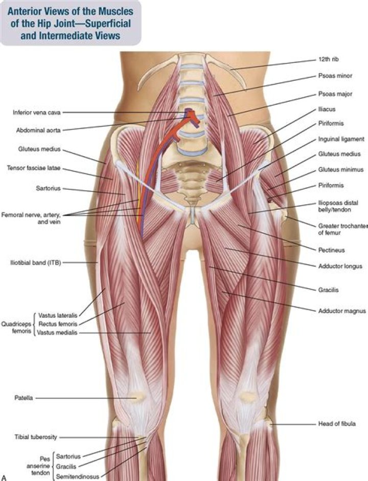 What is the area between your legs called?
