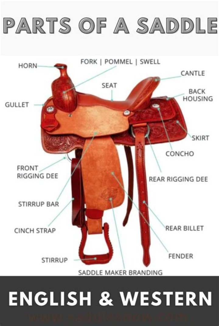 What is the average cost of a horse saddle?