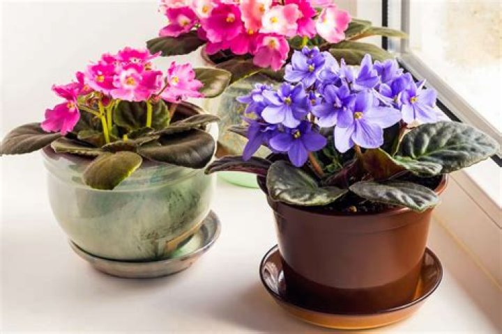 What is the best flower to grow indoors?