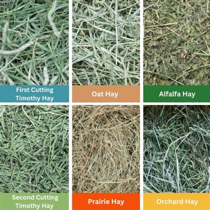 What is the best grass hay for cows?