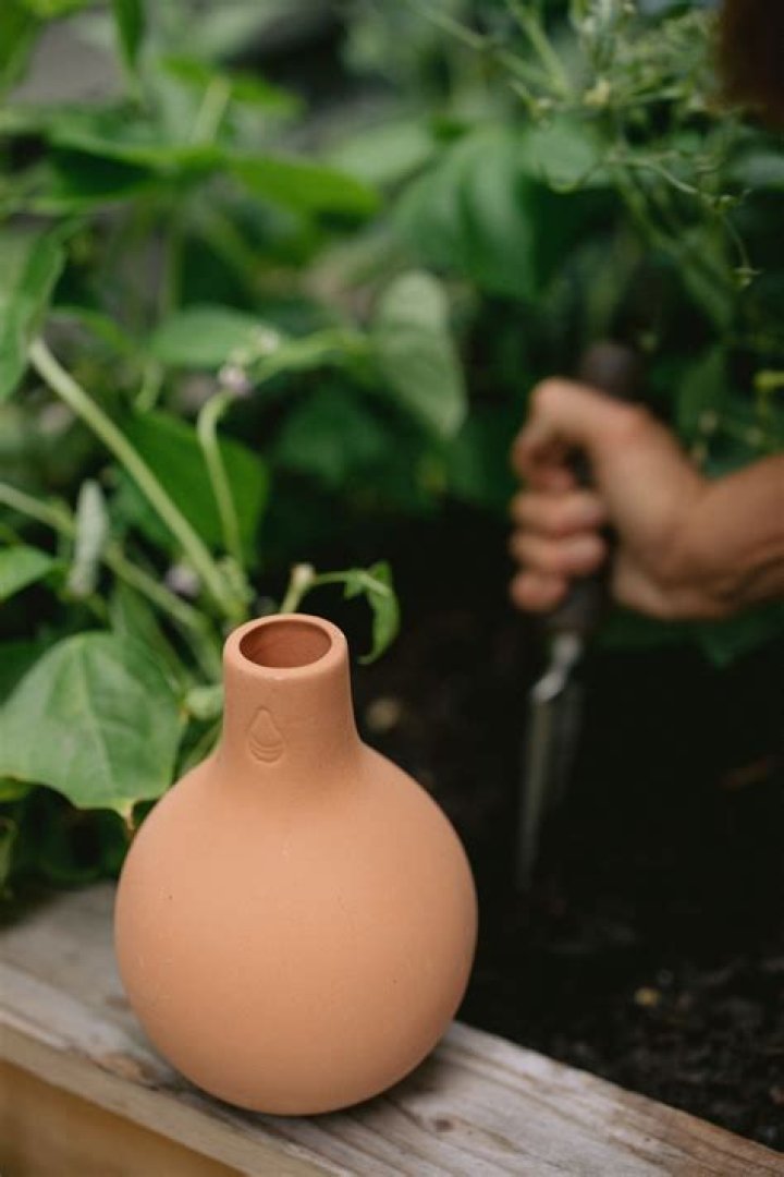 What is the best way to water a succulent?