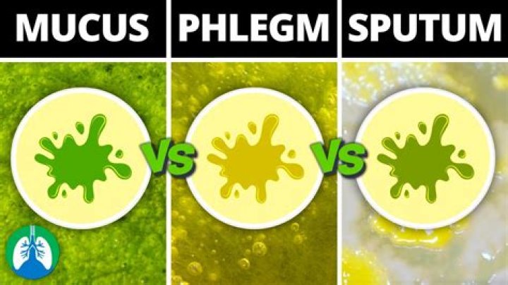 What is the difference between mucus and phlegm?