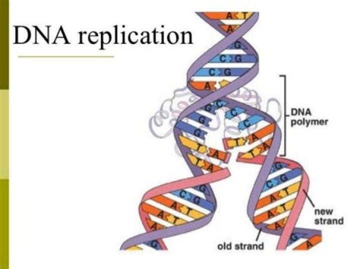 What is the importance of DNA replication?