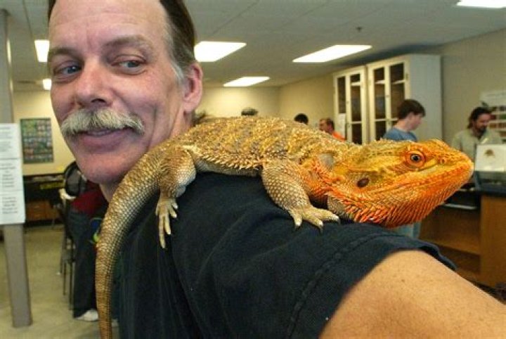What is the longest bearded dragon ever?