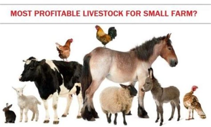What is the most profitable livestock?