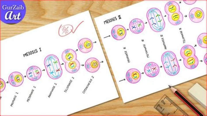 What is the product of meiosis I quizlet?