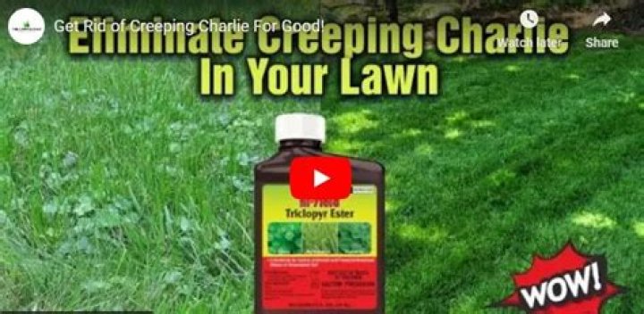 What kills creeping Charlie but not grass?