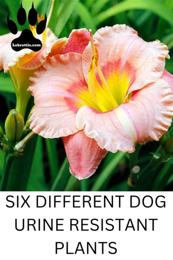 What plants hold up to dog urine?