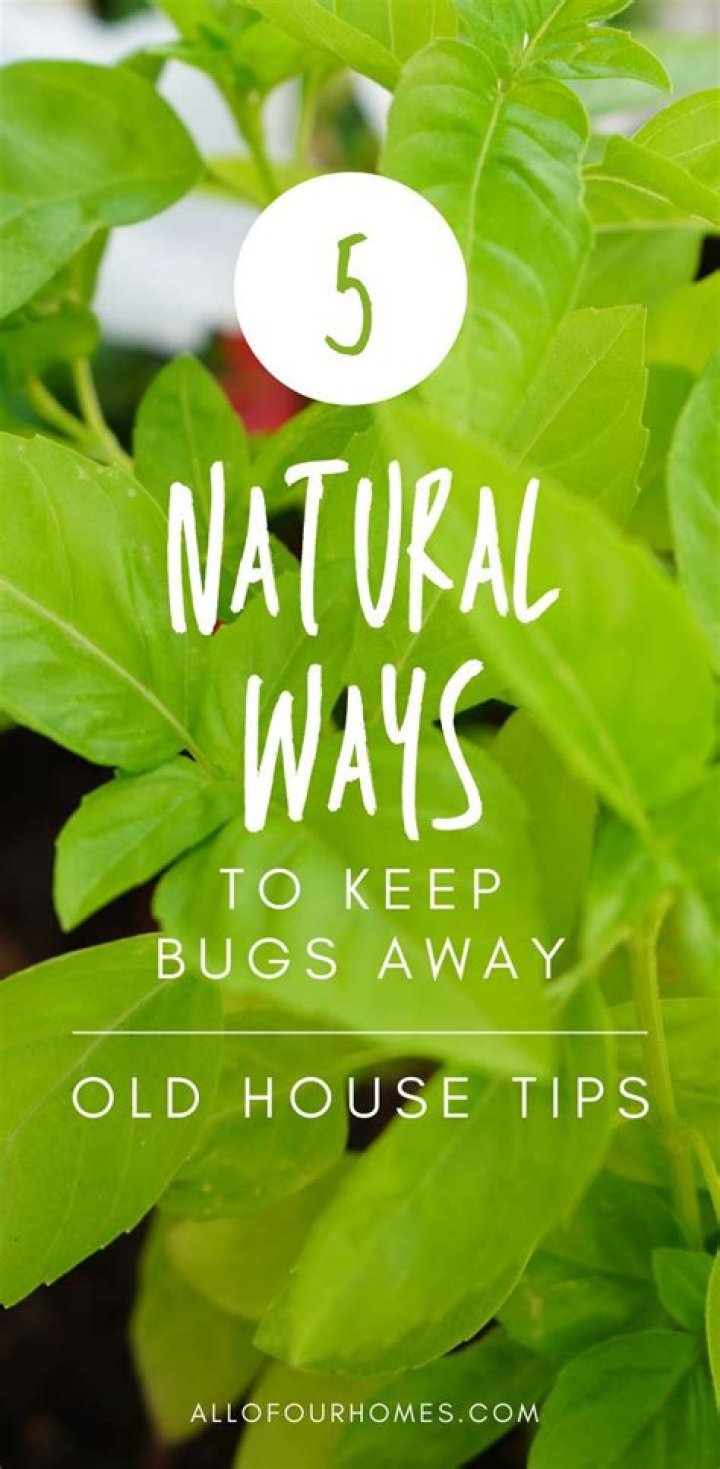 What smells keep bugs away?