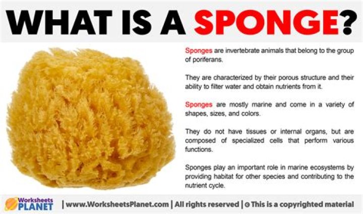 What sponge do you use with sugar soap?